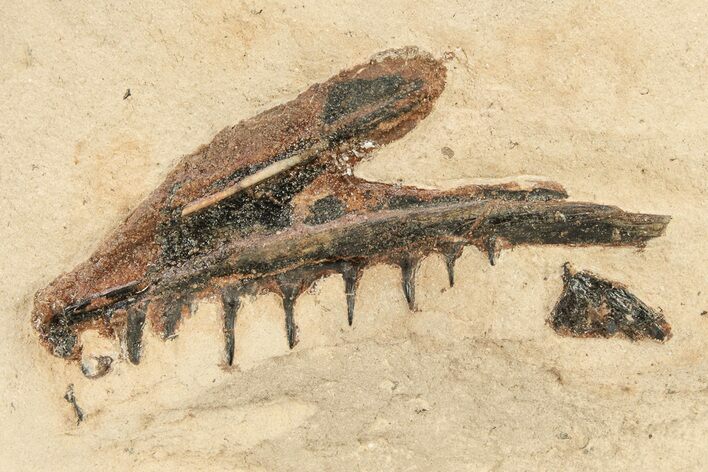 Fossil Fish Jaw Section in Rock - Asfla, Morocco #270949
